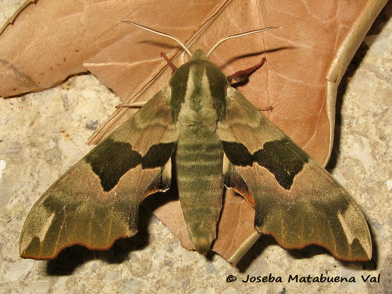 Mimas tiliae - Sphingidae